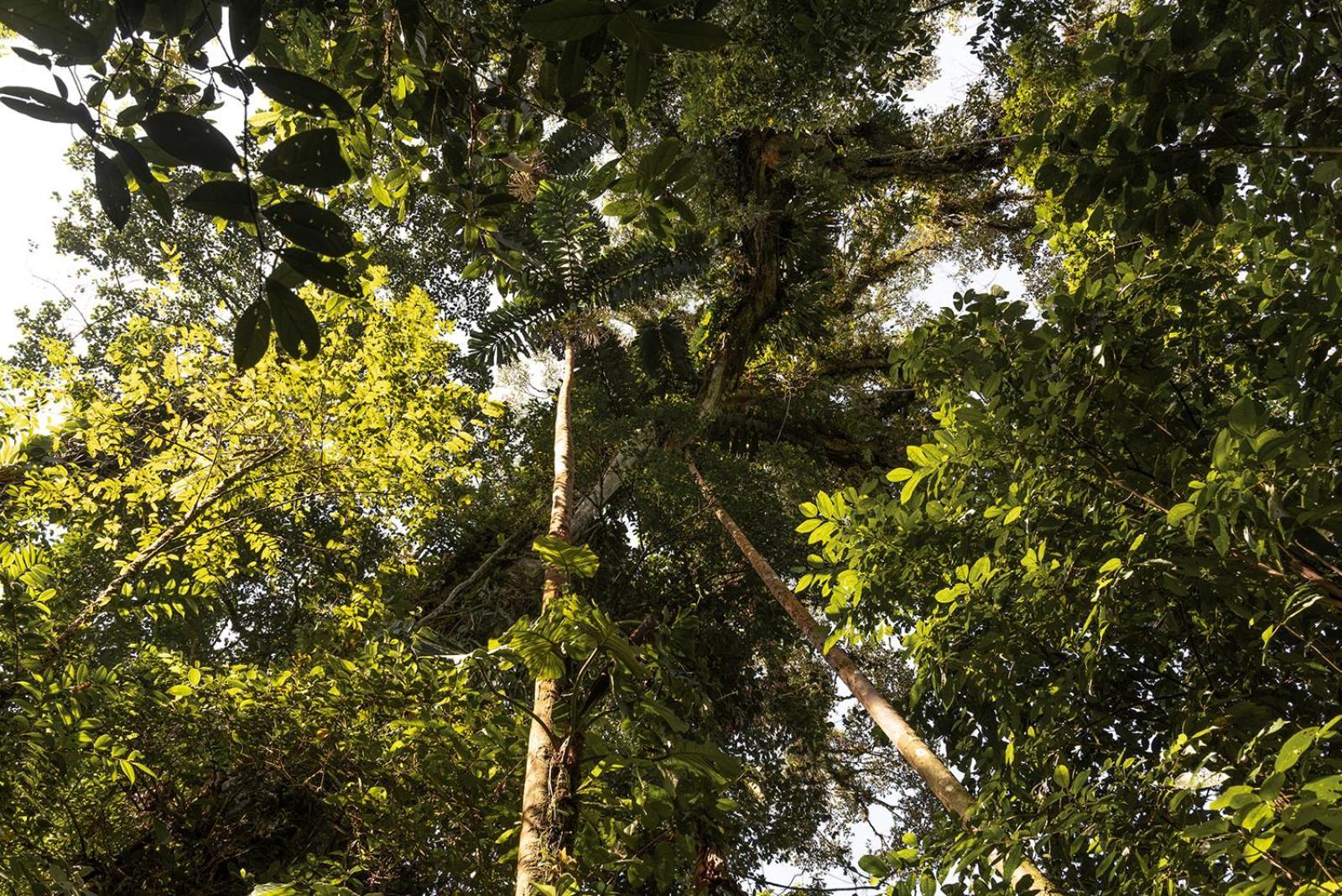 Wild Wasi Lodge - Adventures - Guided Tours Puyo Esterno foto